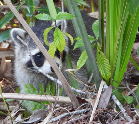peek-a-boo raccoon
