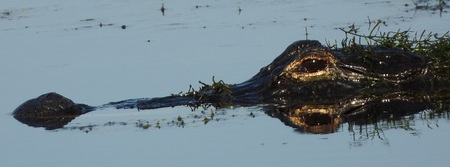 mirror alligator