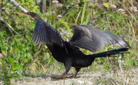 anhinga-fied