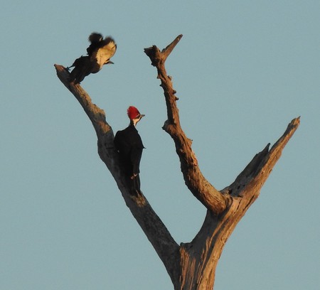 woodpeckers