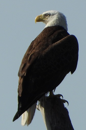 eagle's perch