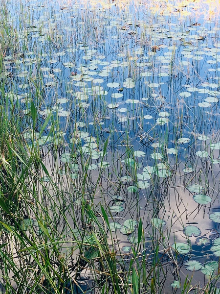 Monet’s Garden