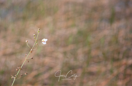 Caught in the wind