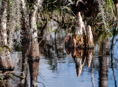 Cypress Knees