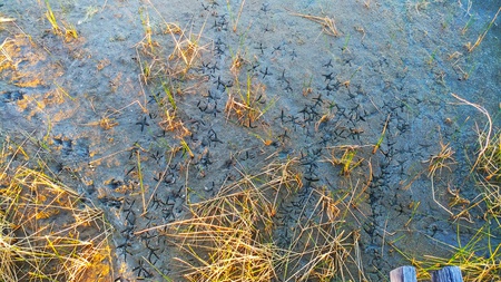 Tracking Along the Apoxee Birding Trail