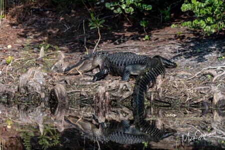 Reflective Alligator