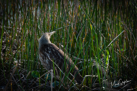 Bittern in Reeds