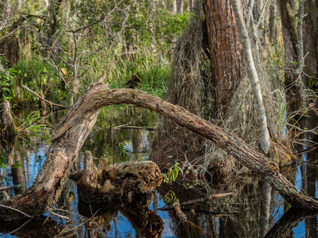 Curved Trunk Grassy Waters