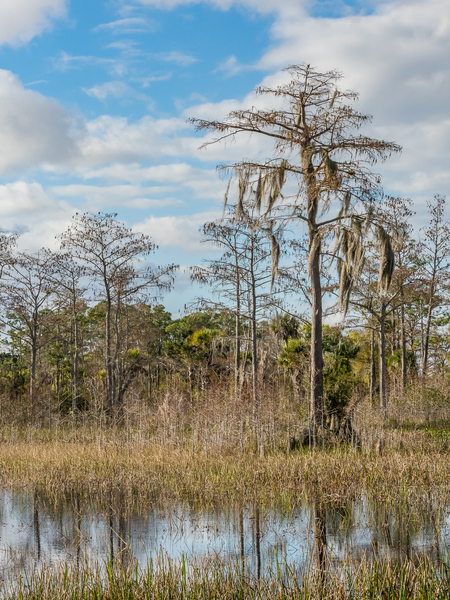 Old World Florida Grassy Waters