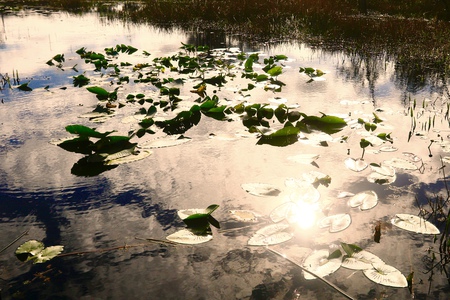 Lilly Pads In The Afternoon Sun