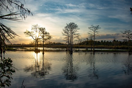 Glory of the Trees