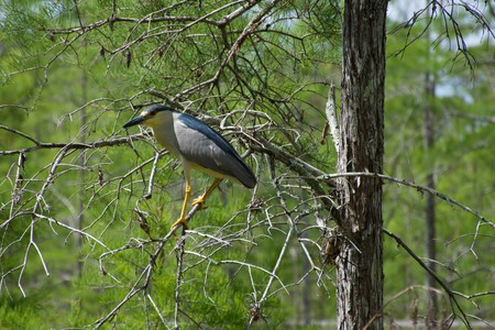 Night Heron