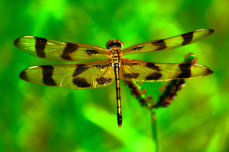 Halloween Pennant Dragonfly