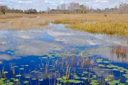 Clouds on LillyPads