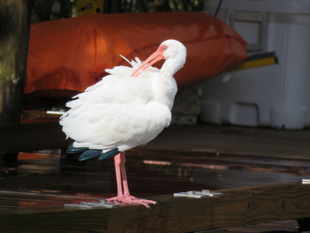 Preening Ibis