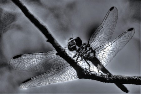 Dragonfly Electric 