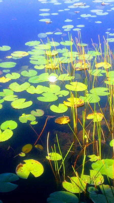 Meditation on Water lilies