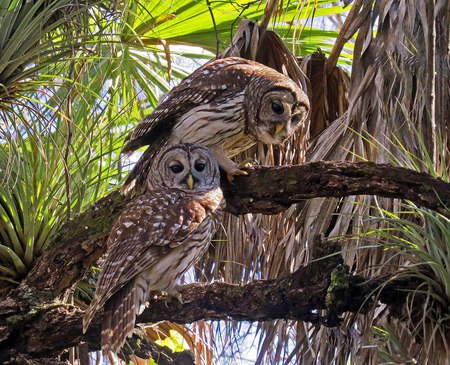 Barred Owls in Love