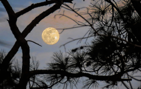 Pine Moonrise