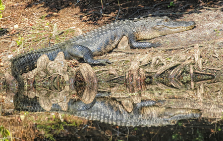 Thoughtful Alligator