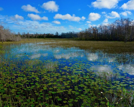 Morning at Grassy Waters Preserve