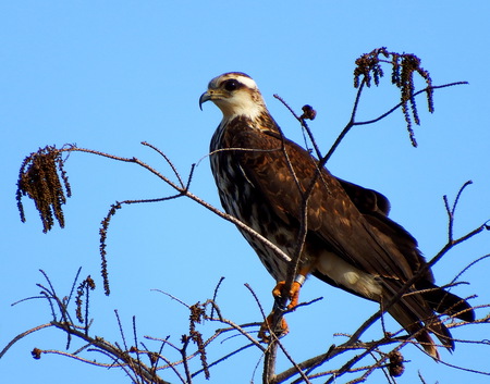 Teen Kite