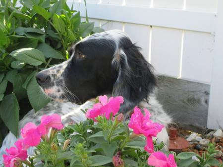 Bailey
