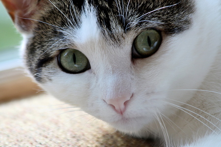 Millie