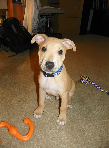 Kipper