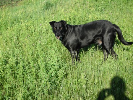 Jack