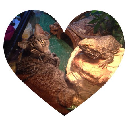 Pazuzu (Cat)  and Smaug (lizard)!