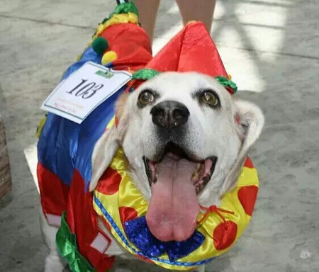 ODIE