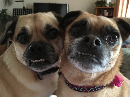 Willow and Betsy