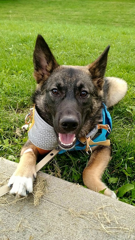 Gus