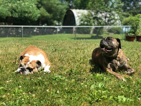 Sully & Fiona