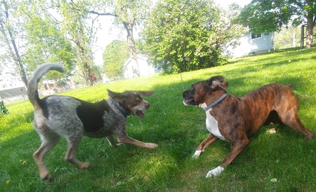 Brooke on the left Nova on the right both Tanner PAWS adopted
