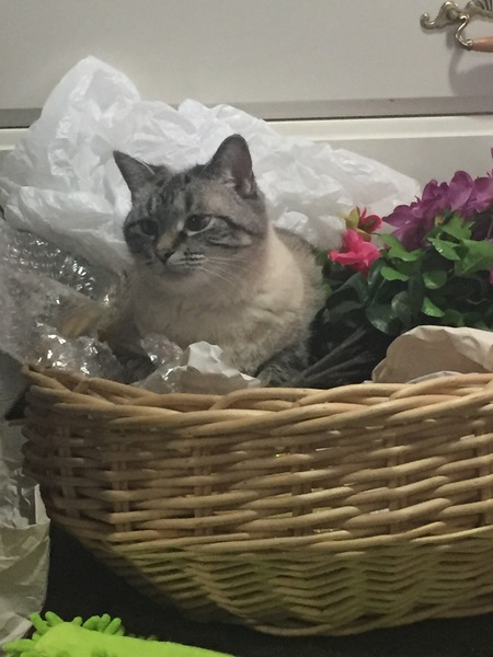Dusty  Blue Eyes