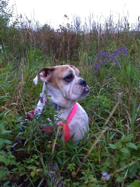 Willow Bean