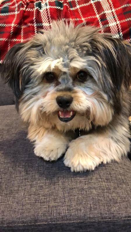 Teddy