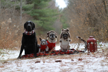 Gracie, Toby, Max, and Lola