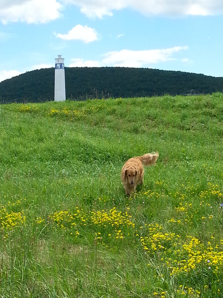 Sadie