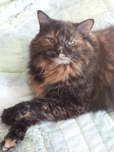 PennyLane
