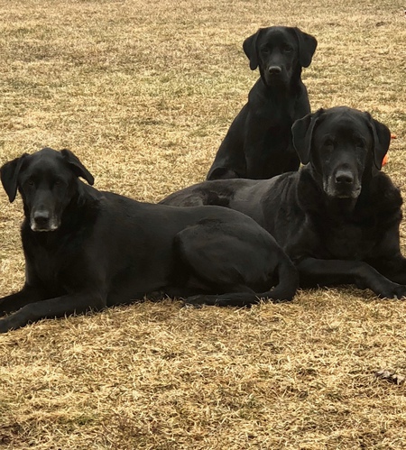 Mason, Mya and Murphy