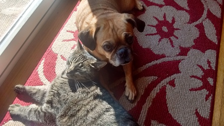 Alfalfa and Maggie