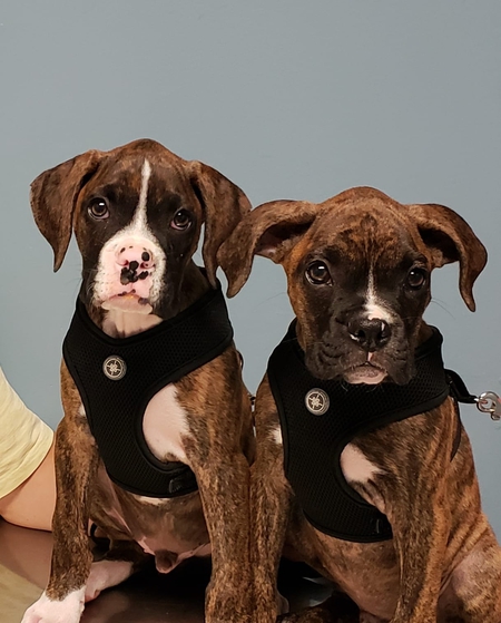 Zeke and Zeus