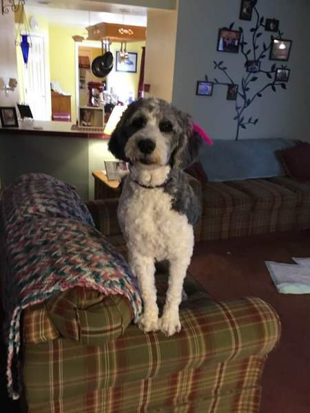 Willow Lynn  (St. Berdoodle)