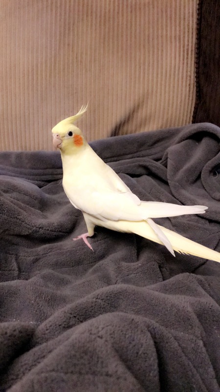 Ollie