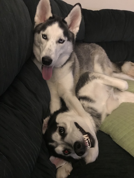 Denali & Loki