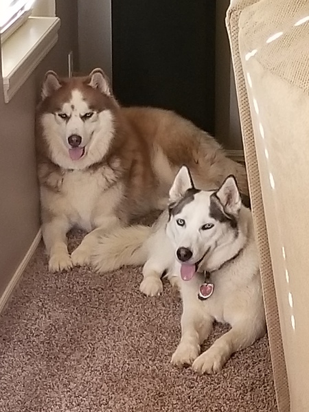 Diesel(left) & Zara (right)