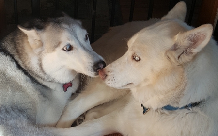 Cheyenne &Navajo